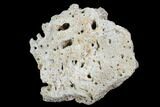 Ceratopsian Frill Section - Alberta (Disposition #-) #94858-1